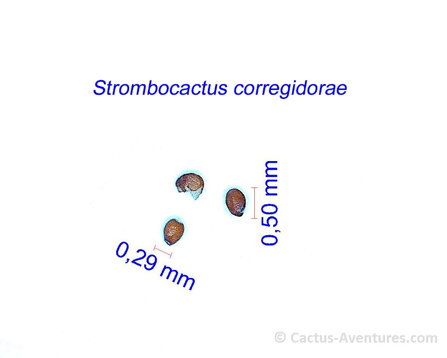 Strombocactus corregidorae CL